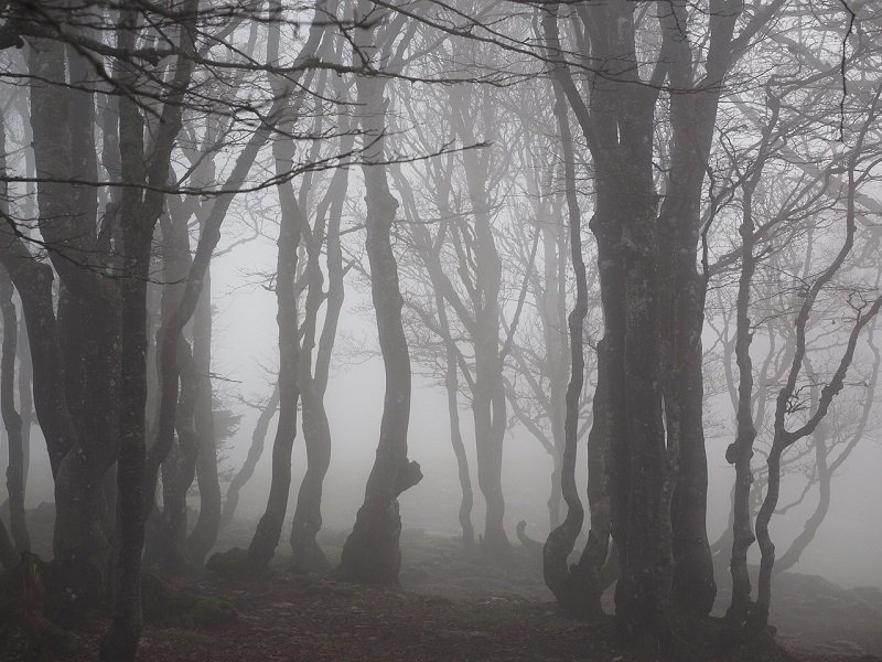 Scary Stories