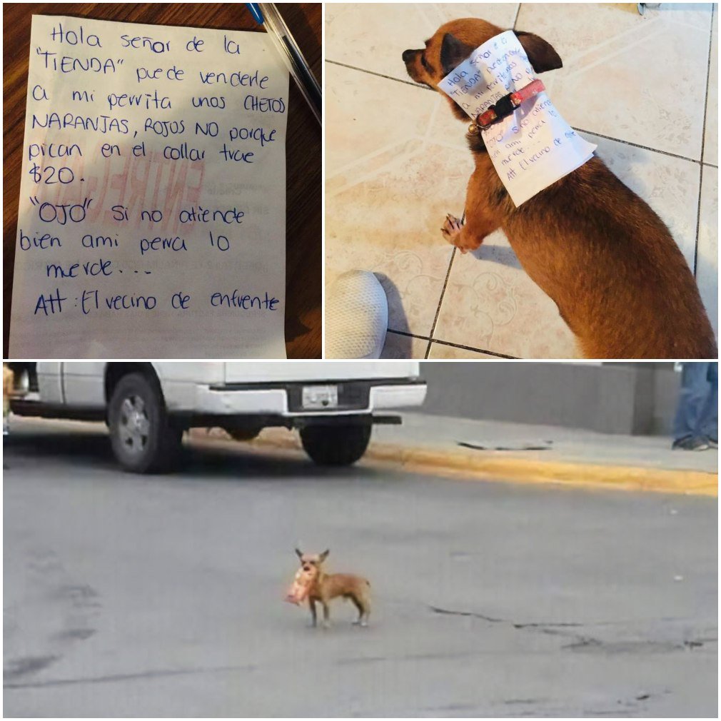Man sends his dog to get a bad of cheetos