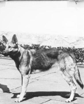 hitler's dog