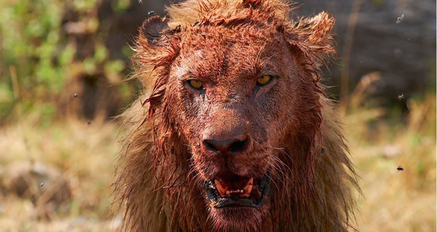 Lion eats suspected poacher