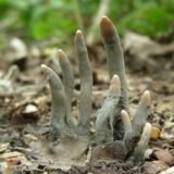 Xylaria Polymorpha, Creepy Facts