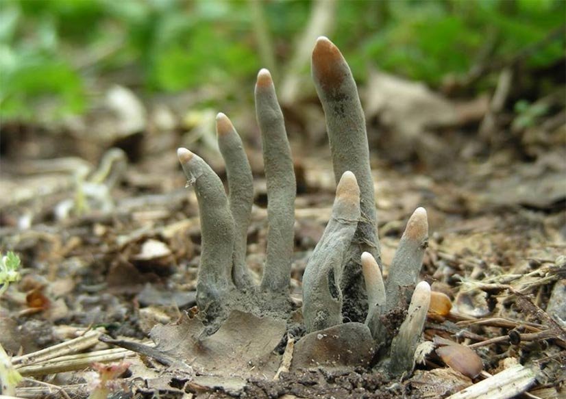 Xylaria Polymorpha, Creepy Facts
