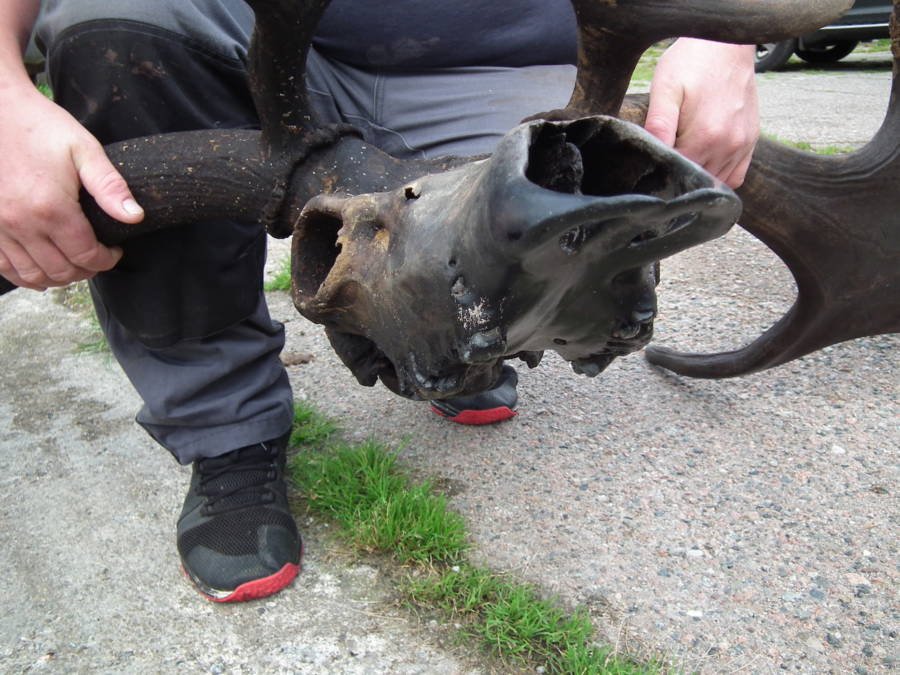 Close Up of Irish Elk Skull