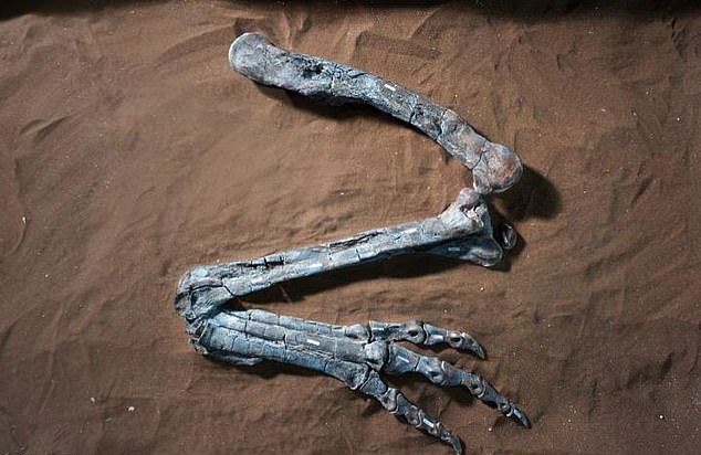 The right hind leg of Dilophosaurus.