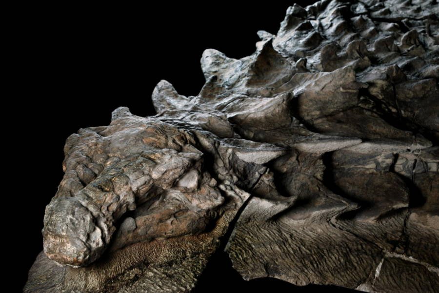 It is a 110 Million year old Nodosaur, a type of Plant eating Armored Dinosaur.