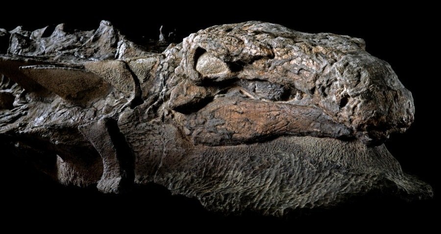 Miners in Alberta Canada found this Dinosaur, The Best Preserved Fossil of its kind ever found