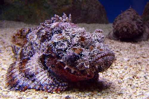 Stonefish