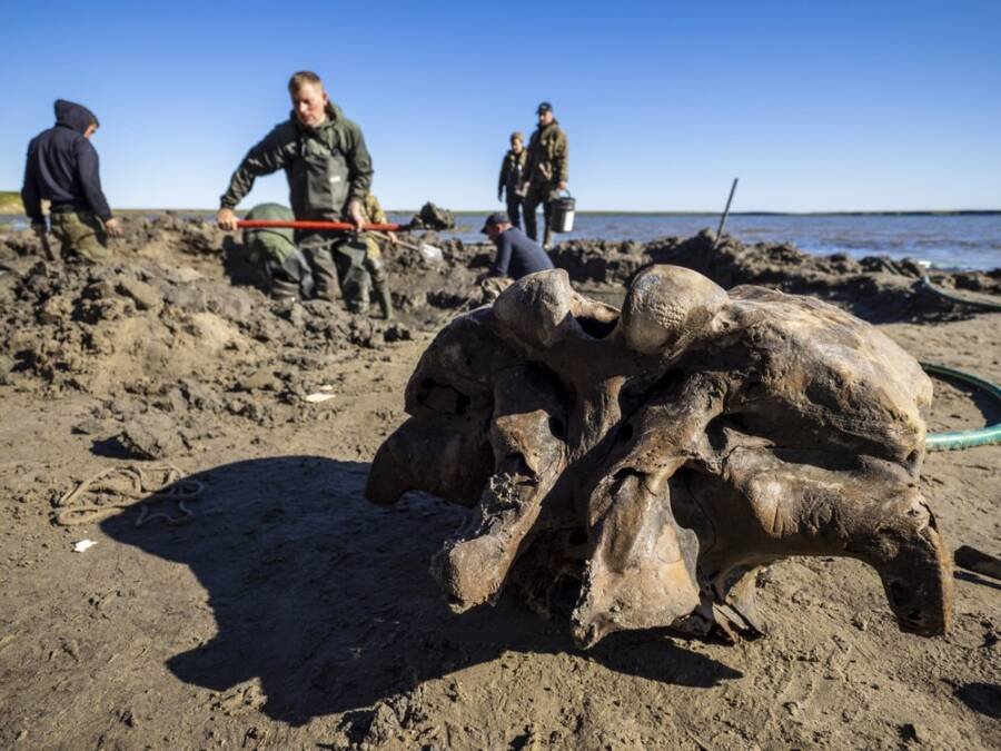 10,000-Year-Old Woolly Mammoth Skeleton Found With Ligaments Intact In Serbian Lake
