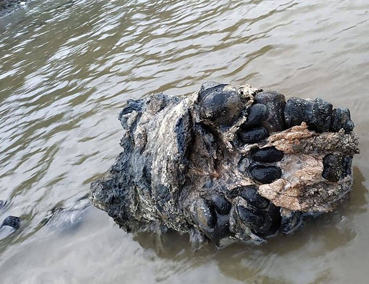 The skull of the mammoth found in Pechevalavato Lake.