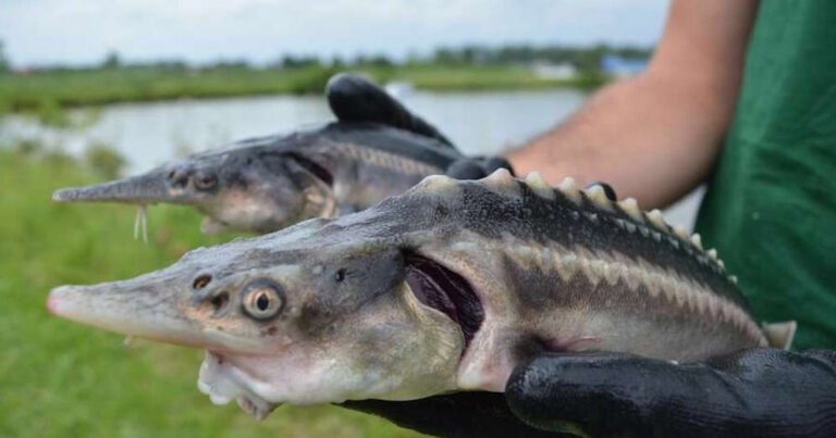Scientists accidentally create sturddlefish
