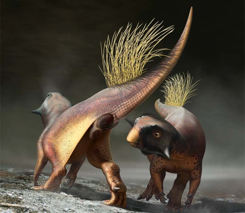 Reconstruction of Psittacosaurus attracting a mate using its cloaca glands