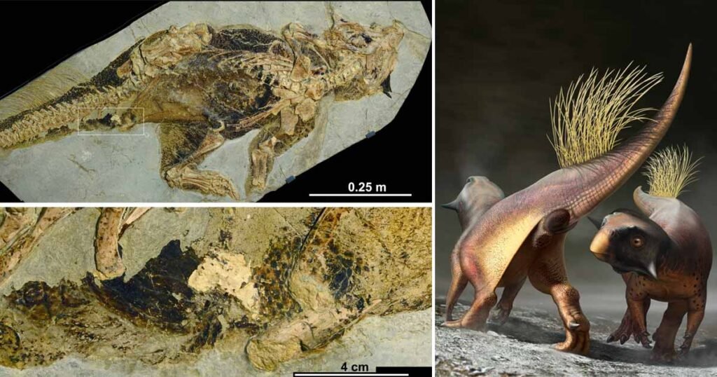 Psittacosaurus fossil reveals how dinosaur peed, pooped had sex and laid eggs
