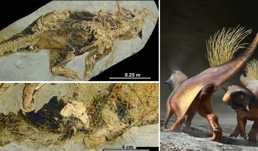 Psittacosaurus fossil reveals how dinosaur peed, pooped had sex and laid eggs