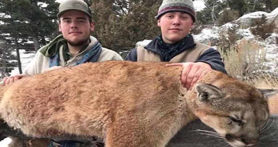 Hunters Illegally Killed Mountain Lion In Protected Area, Arrested After Bragging About It On Facebook