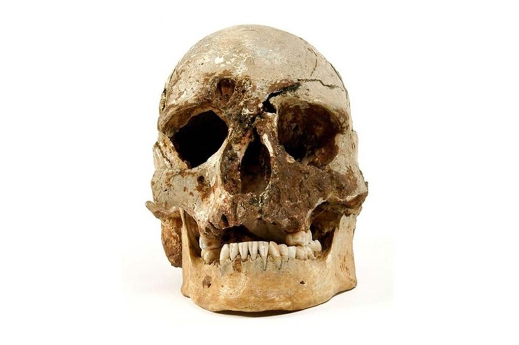 Cheddar man's skull, the oldest complete human skeleton discovered in Britain.