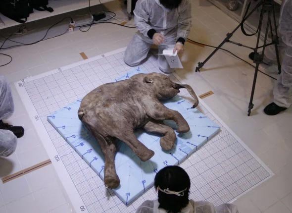 Lyuba's body has been colonized by lactic acid-producing bacteria after her death, preserving her in near-perfect condition. The scientists were able to identify milk from her mother in her stomach and fecal matter in her intestine.