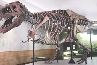 Meet 'Sue'; One of the Largest, Most Extensive and Best Preserved Tyrannosaurus Rex Specimen Ever Found