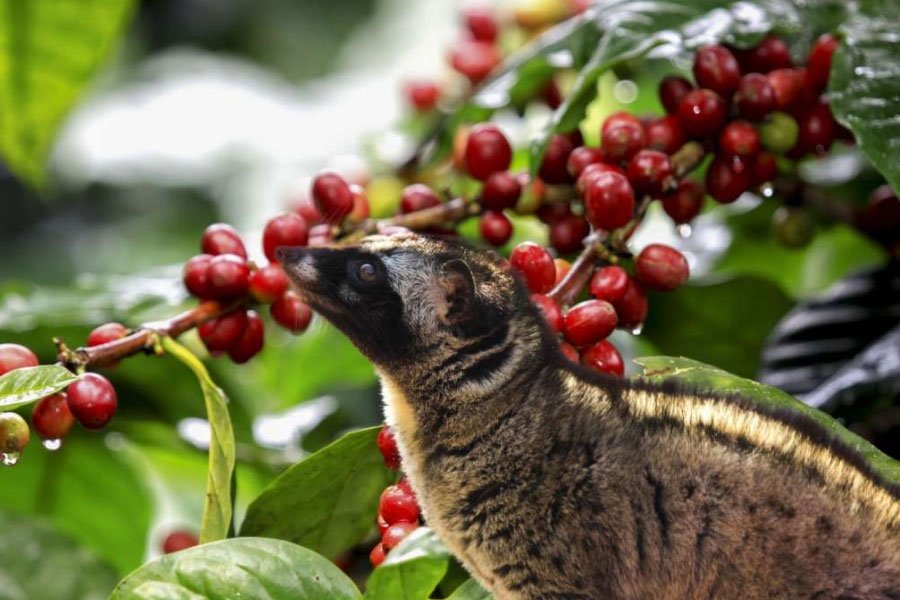 6. Kopi Luwak (Coffee)