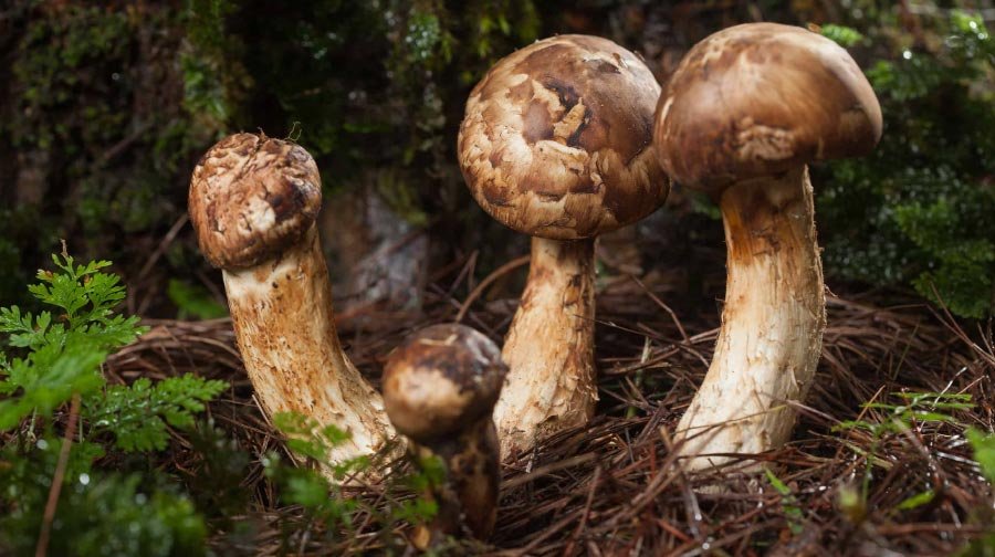 7. Matsutake Mushrooms