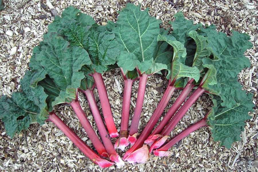Rhubarb Leaves