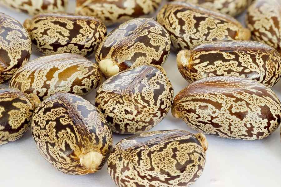 Castor beans